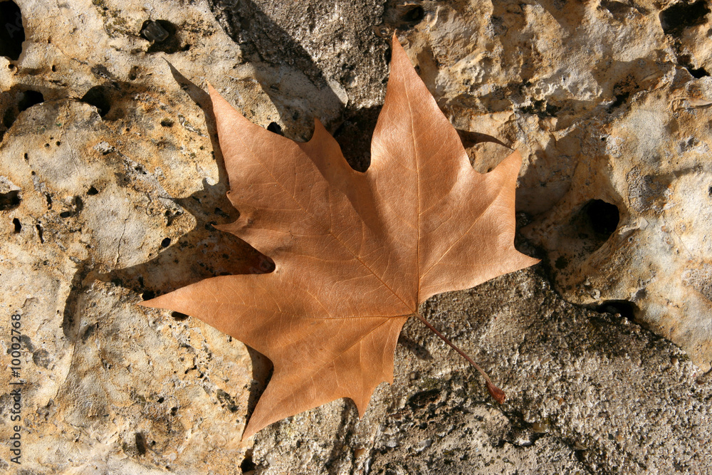 Plane tree leaf. Autumn object on stone background. Plane tree leaf. Autumn object on stone background.