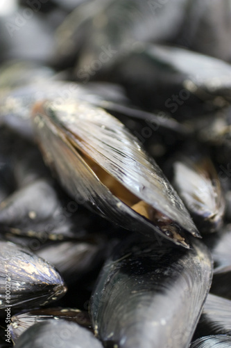 cozze