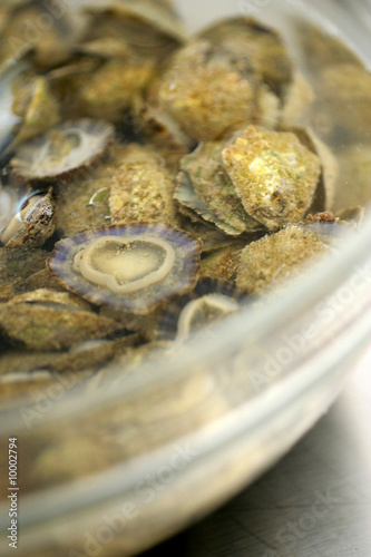 patella di mare