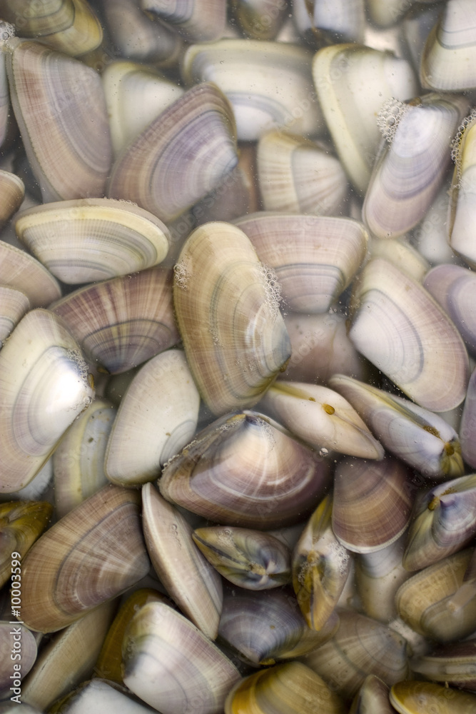 vongola di mare