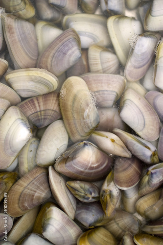 vongola di mare