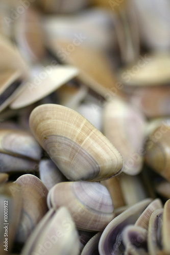 vongola di mare