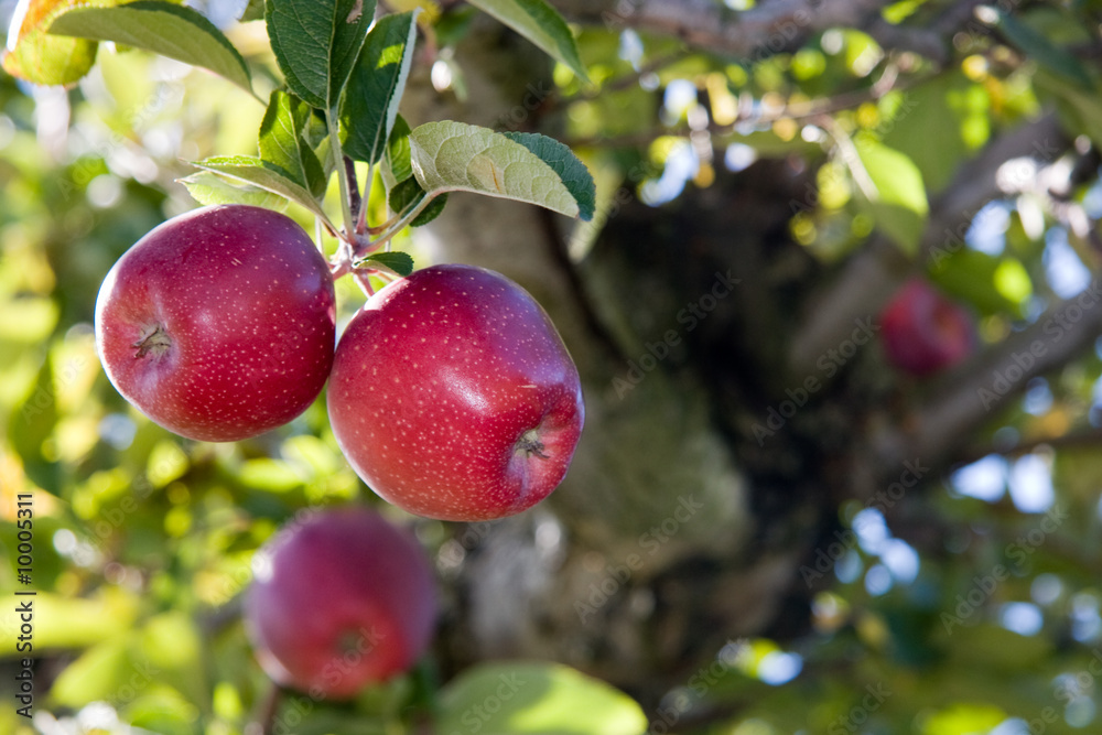 Obraz premium Apple 1