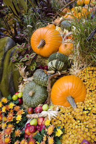 Colorful pumpkins during harvest season