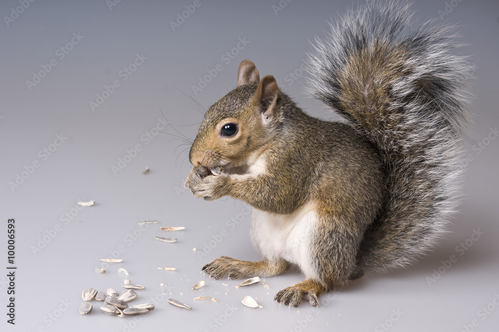 Obraz premium A squirrel und seeds