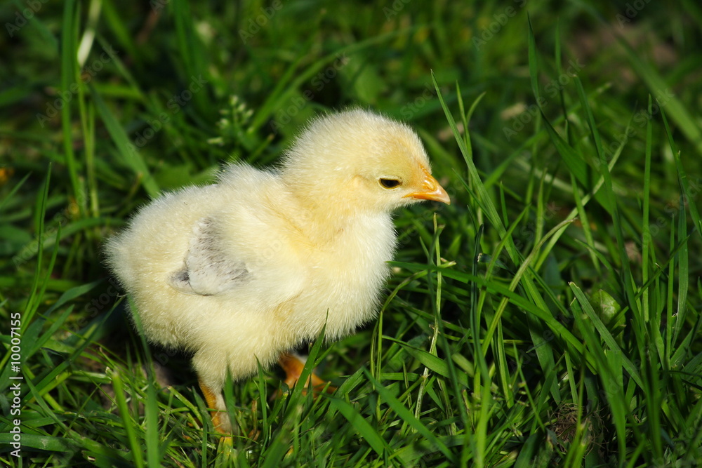 Baby chicken in green grass Baby chicken in green grass