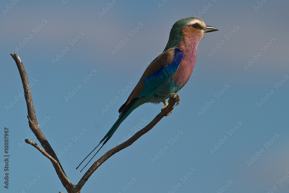 Lilac-breasted Roller on twig with blue sky background Lilac-breasted Roller on twig with blue sky background