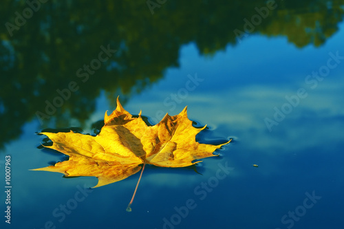 single leaf on water close up