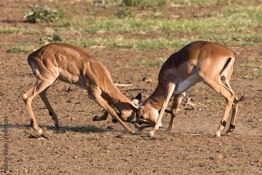 Impala rams fighting in the dusty savanna Impala rams fighting in the dusty savanna