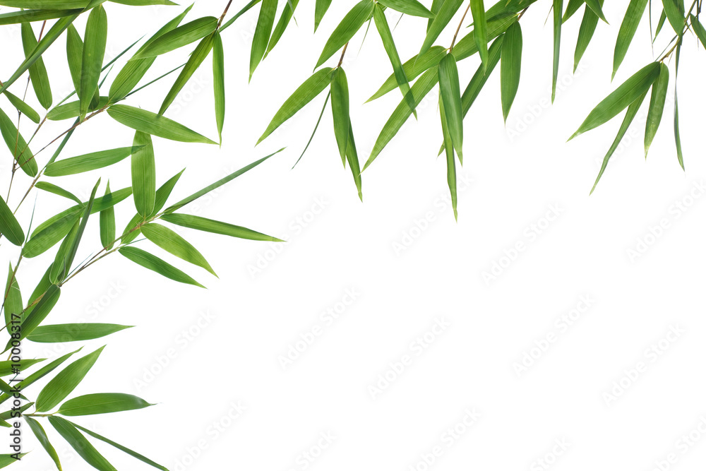 border bamboo-leaves isolated on a white background. border bamboo-leaves isolated on a white background.