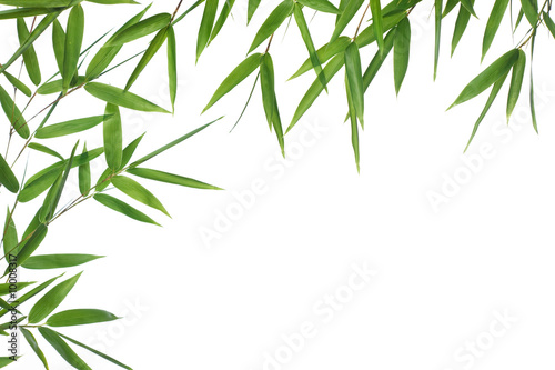 border  bamboo-leaves isolated on a white background.