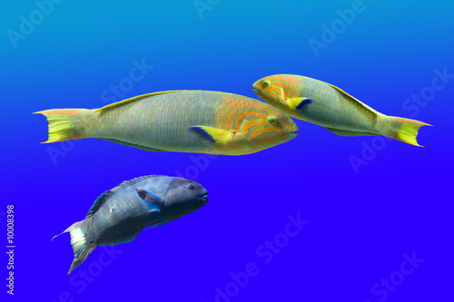 Fototapeta Naklejka Na Ścianę i Meble -  Parotfish
