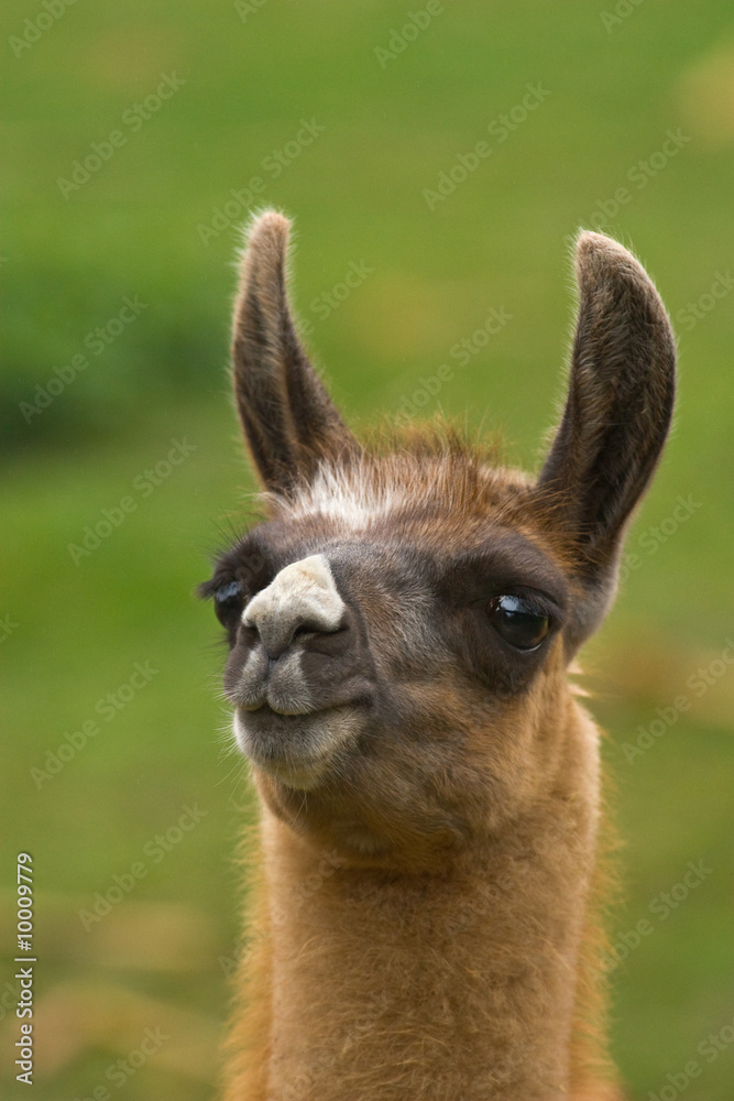 portrait of funny lama