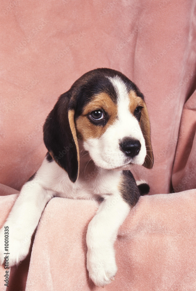 Beagle tu veux ma photo ?!