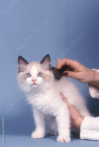 beau chaton Ragdoll toiletté