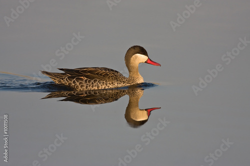 Red-billed Teal in shallow water