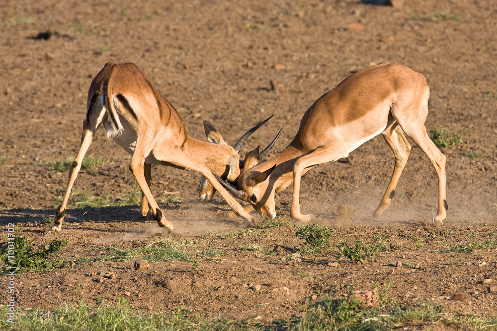 Impala rams fighting in the dusty savanna Impala rams fighting in the dusty savanna