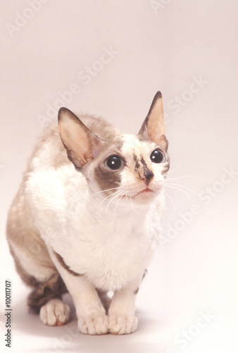chat Rex Cornish rassemblé sur ses pattes