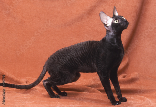 Tableau sur toile chat noir Rex Cornish étonnant