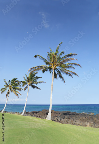 Coast of Hawaii Kona Island with Palms on Lava Soil