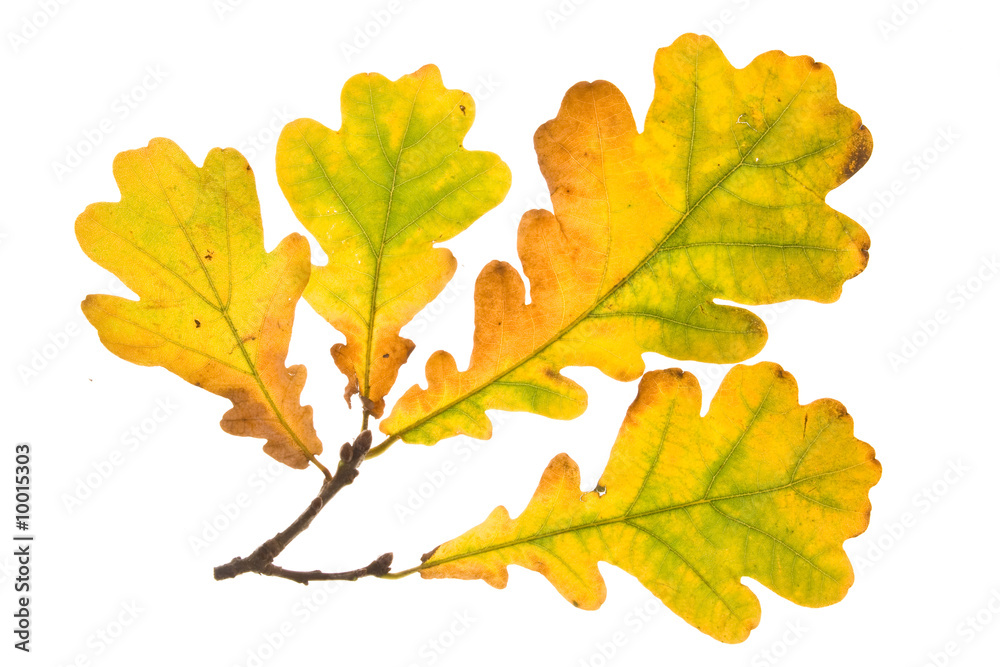 Autumn leaves on a white background. Close-up. Autumn leaves on a white background. Close-up.