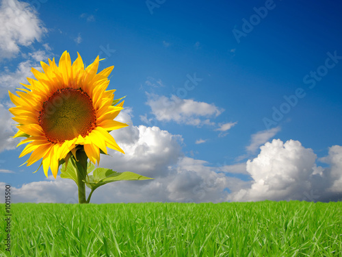 one bright colors sunflowers on backgrounds  blue sky