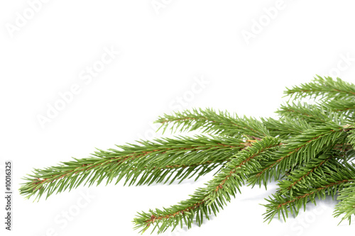 Composition from spruce twigs on the white background