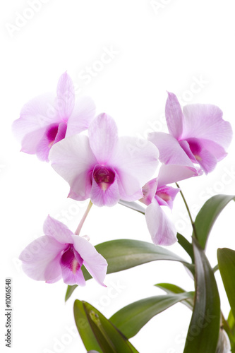 Mehrere Blüten von Orchidee