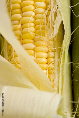 Fresh yellow corn on the cob in the husk