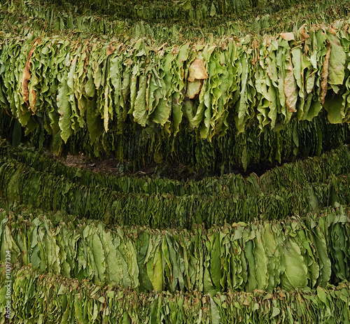 Classical way of drying tobacco