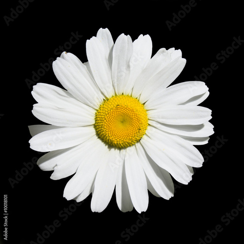 Wild Oxeye Daisy on Black