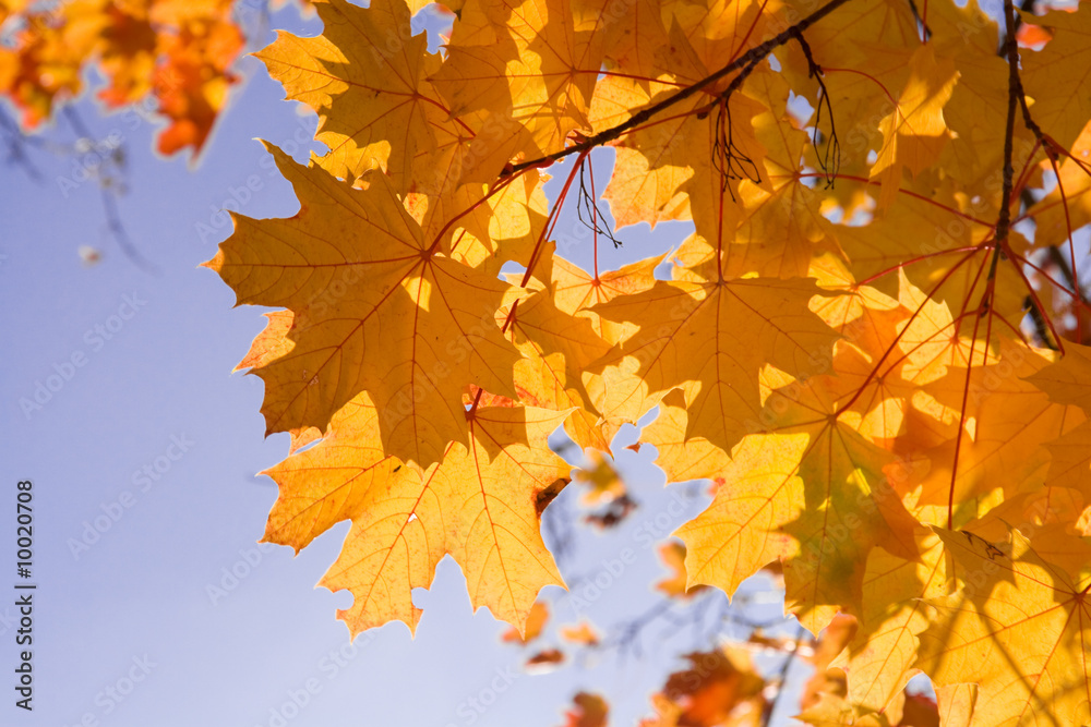 Yellow leafs of maple on sky background Yellow leafs of maple on sky background