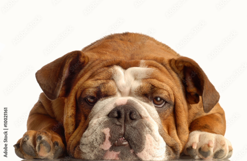 english bulldog lying down face on with silly expression