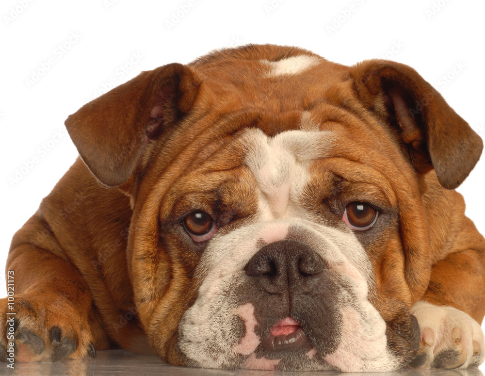 red brindle english bulldog making a funny face
