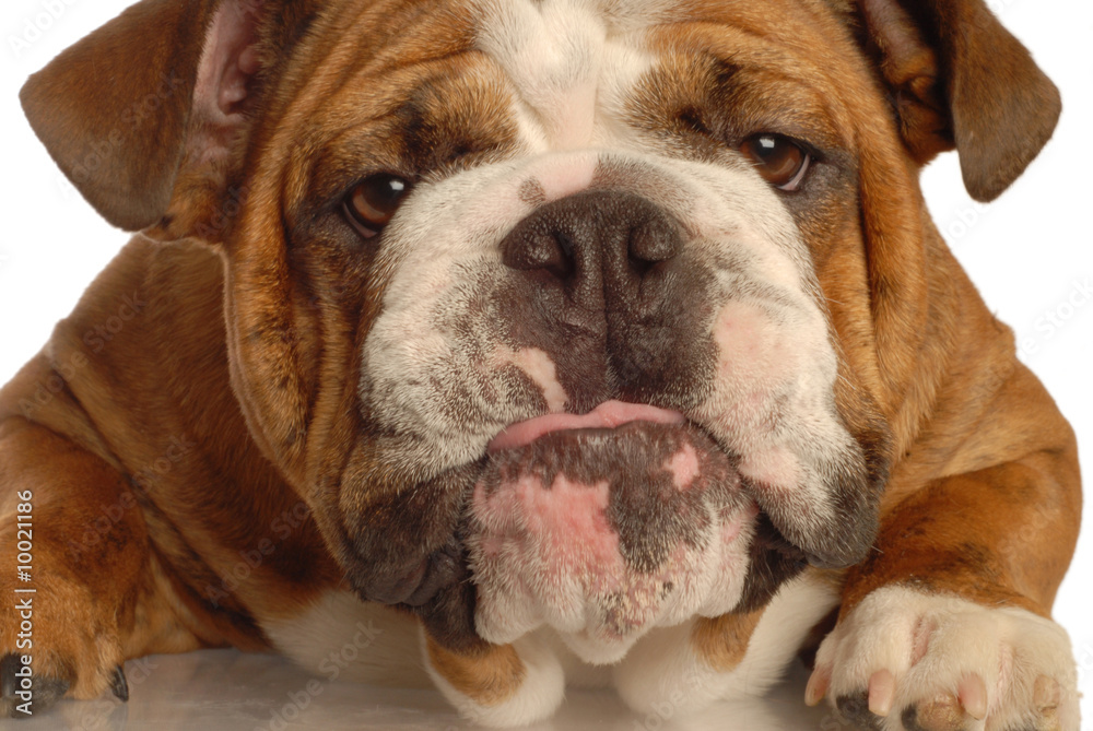 english bulldog sticking out tongue english bulldog sticking out tongue