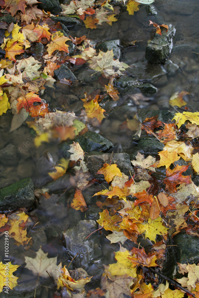 Colorful Autumn Stream