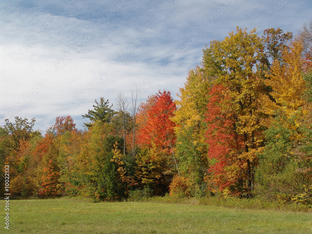 fall foliage fall foliage