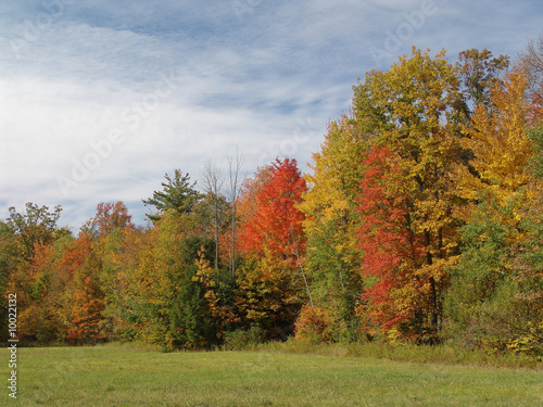 fall foliage