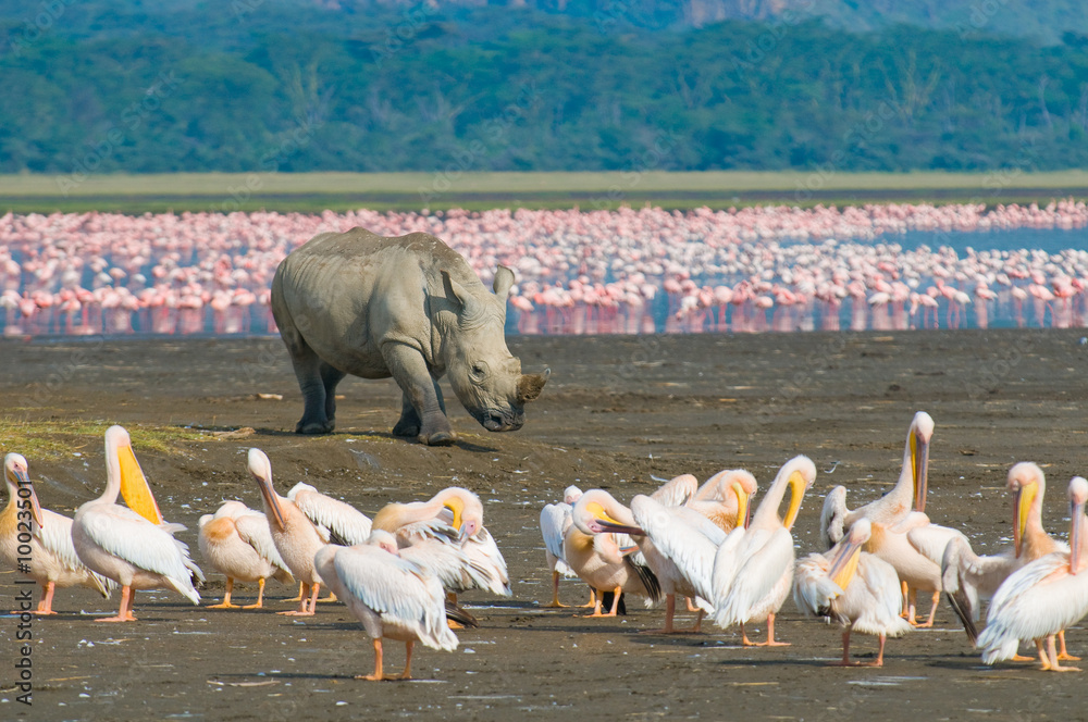 Obraz premium nosorożec w parku narodowym jeziora nakuru, kenia
