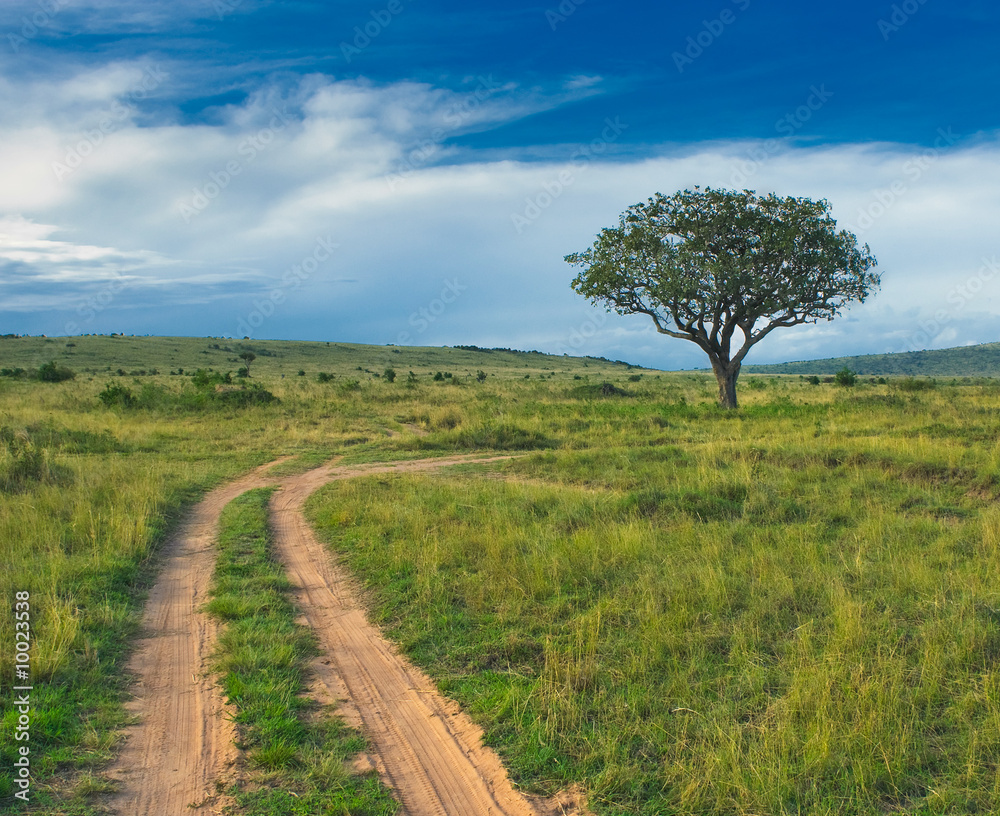 countryside landscape, tree standing in the field