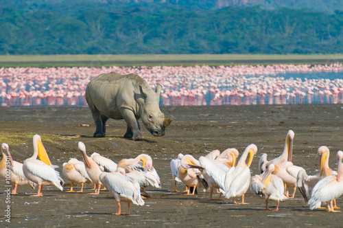 rhino in lake nakuru national park, kenya photo