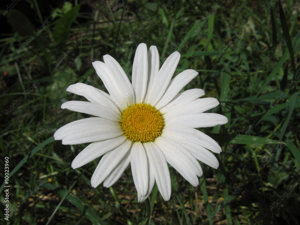 Fototapeta premium flower