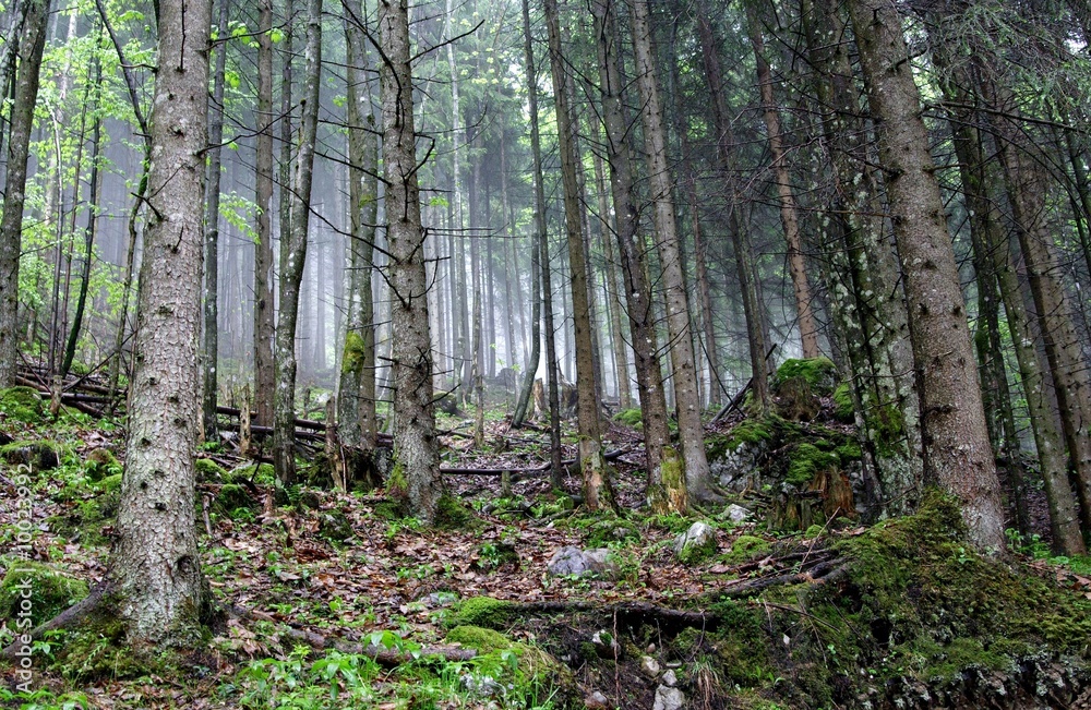 Fototapeta premium Regenwetter