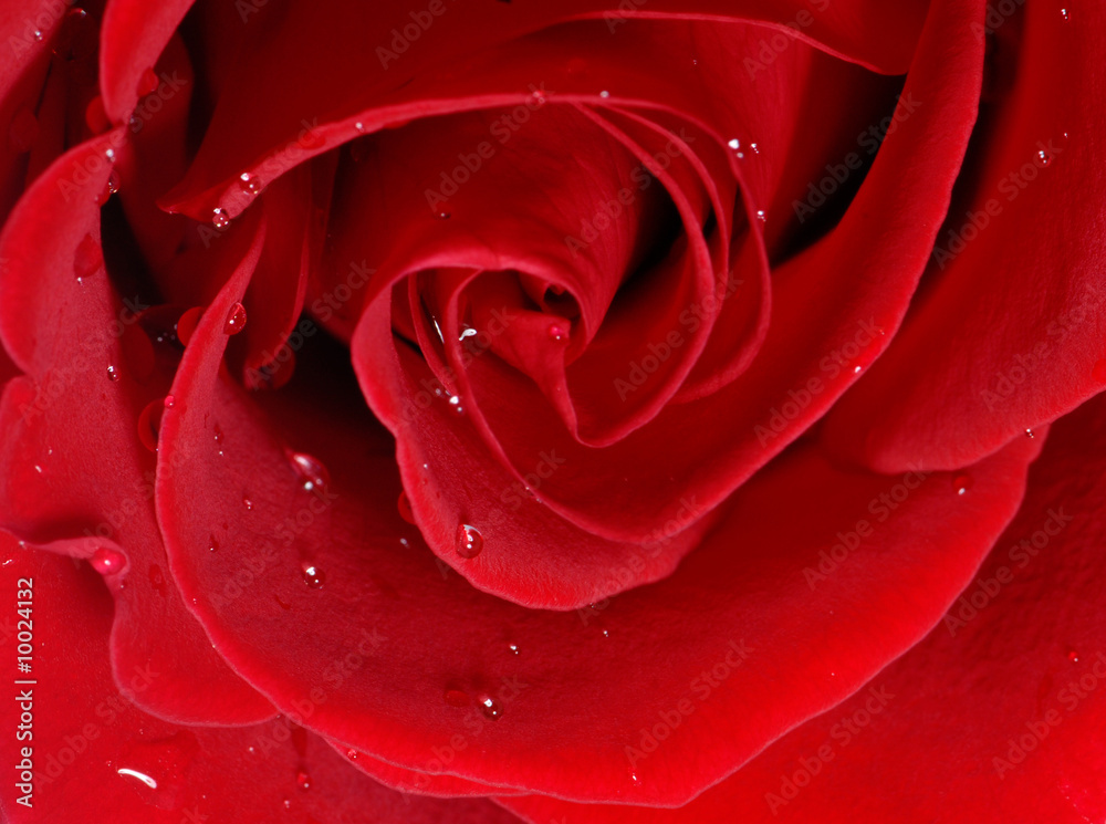Naklejka premium Red rose