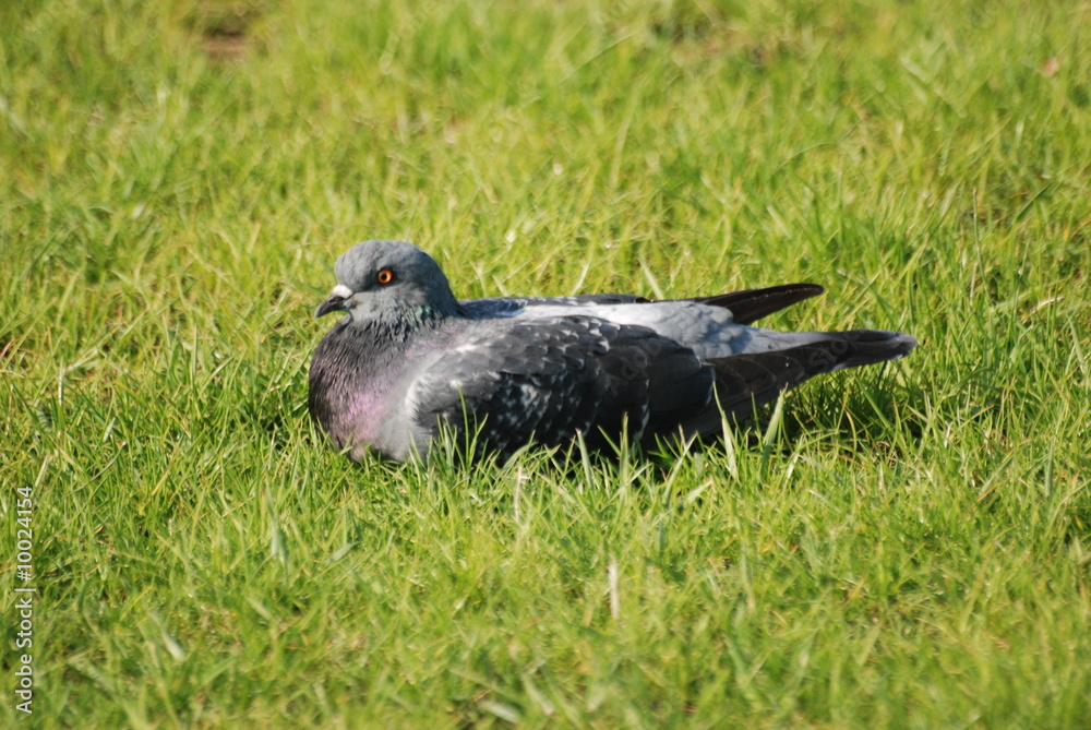 Obraz premium pigeon