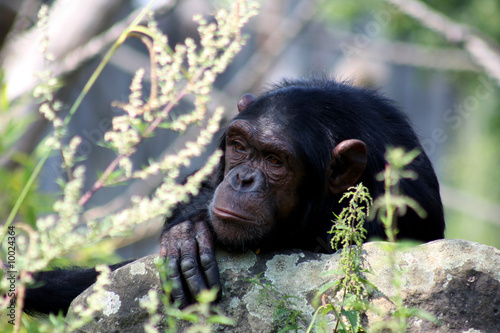 trauriger Schimpanse