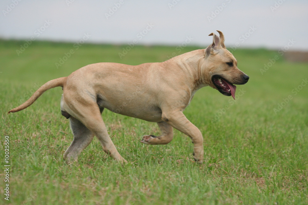 Joie d'un bel Amstaff en liberté Joie d'un bel Amstaff en liberté