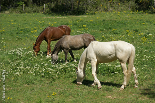trois chevaux