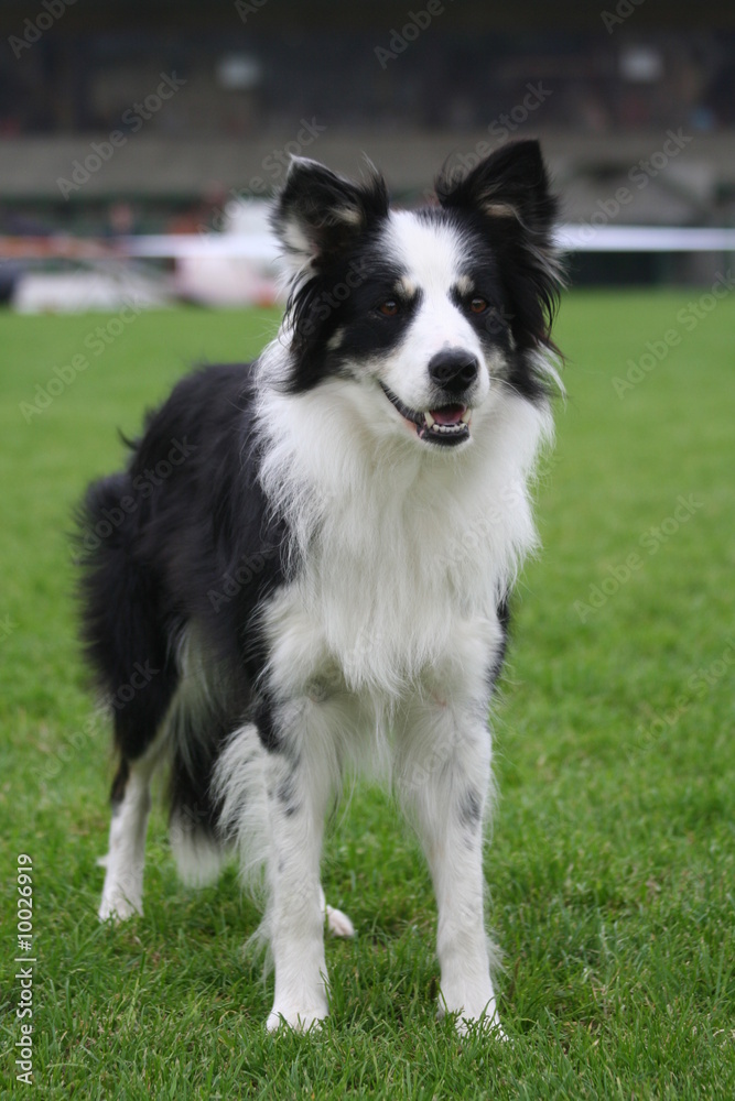 Border collie attend avec impatience sur la pelouse d'un stade Border collie attend avec impatience sur la pelouse d'un stade