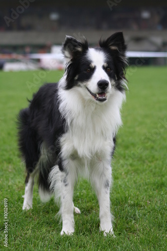 Border collie attend avec impatience sur la pelouse d'un stade